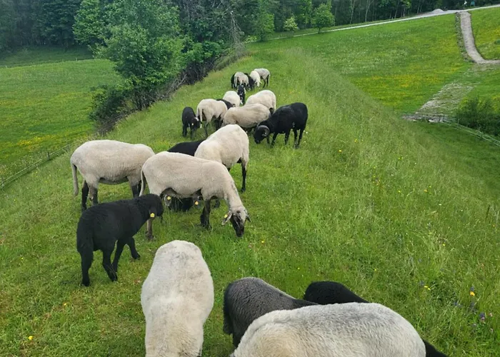Bauernhof - Beim Zefferer Homestay szállás Schladming